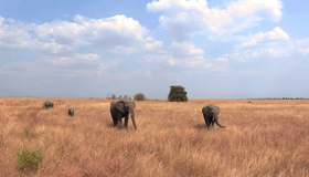Сафари [Blu-ray 3D] / 3D Safari: Africa