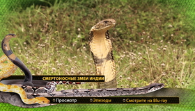 Живой мир. Смертоносные змеи Индии [Blu-ray] / BBC: The Natural World - One Million Snake Bites
