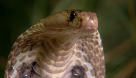 Живой мир. Смертоносные змеи Индии [Blu-ray] / BBC: The Natural World - One Million Snake Bites