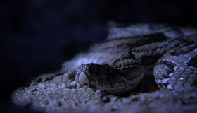 Живой мир. Смертоносные змеи Индии [Blu-ray] / BBC: The Natural World - One Million Snake Bites