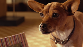 Крошка из Беверли-Хиллз 3 (видео) [Blu-ray] / Beverly Hills Chihuahua 3: Viva La Fiesta! (V)