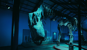 Динозавры Патагонии [Blu-ray 3D] / Dinosaurs: Giants of Patagonia (IMAX)
