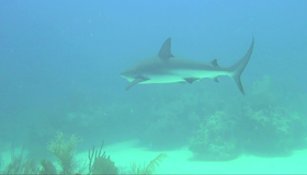 Карибские острова: Погружение с акулами (3D) [Blu-ray 3D] / Adventure Carribean: Diving With Sharks (3D)