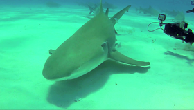 Карибские острова: Погружение с акулами (3D) [Blu-ray 3D] / Adventure Carribean: Diving With Sharks (3D)