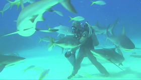 Карибские острова: Погружение с акулами (3D) [Blu-ray 3D] / Adventure Carribean: Diving With Sharks (3D)