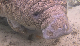 Эверглейдс: Ламантины Кристальной реки [Blu-ray 3D] / Adventure Everglades: The Manatees of Crystal River