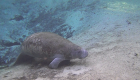 Эверглейдс: Ламантины Кристальной реки [Blu-ray 3D] / Adventure Everglades: The Manatees of Crystal River