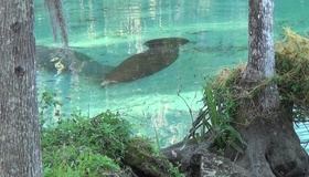 Эверглейдс: Ламантины Кристальной реки [Blu-ray 3D] / Adventure Everglades: The Manatees of Crystal River