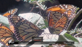 Аквариум / Полет бабочки (3D) [Blu-ray 3D] / Aquarium / Flight of the Monarch Butterfly (3D)