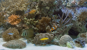 Аквариум (видео) [Blu-ray 3D] / Aquarium (V)