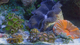 Аквариум (видео) [Blu-ray 3D] / Aquarium (V)