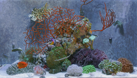 Аквариум (видео) [Blu-ray 3D] / Aquarium (V)