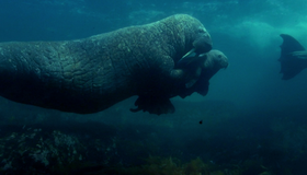 Полярные медведи [Blu-ray 3D] / Polar Bears: A Summer Odyssey