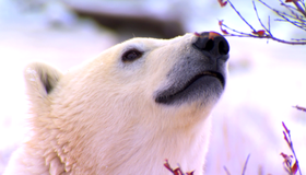 Полярные медведи [Blu-ray 3D] / Polar Bears: A Summer Odyssey