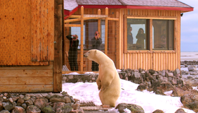 Полярные медведи [Blu-ray 3D] / Polar Bears: A Summer Odyssey