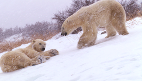Полярные медведи [Blu-ray 3D] / Polar Bears: A Summer Odyssey
