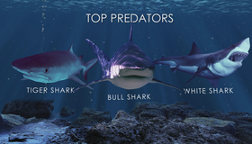 Хищники океанов (видео) [Blu-ray 3D] / Ocean Predators (V)