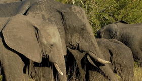 Дикая Южная Африка (мини-сериал) [Blu-ray 3D] / Wildlife Südafrika (TV mini-series)