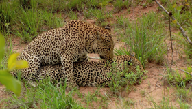 Дикая Южная Африка (мини-сериал) [Blu-ray 3D] / Wildlife Südafrika (TV mini-series)