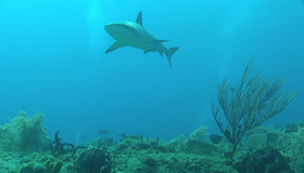 Акулы: Властелины подводного мира (видео) [Blu-ray 3D] / Sharks: Kings of the Ocean (V)