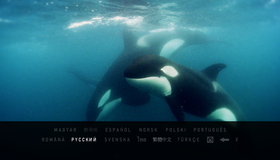 Черный плавник [Blu-ray] / Blackfish