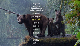 Медведи [Blu-ray] / Bears