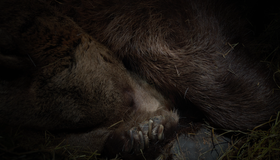 Медведи [Blu-ray] / Bears