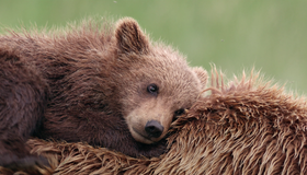 Медведи [Blu-ray] / Bears