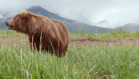 Медведи [Blu-ray] / Bears