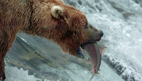 Медведи [Blu-ray] / Bears