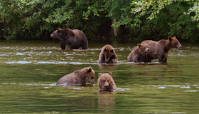 Медведи [Blu-ray] / Bears