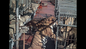 Полосатый рейс [Blu-ray] / Striped Trip (Polosatyy reys)