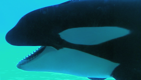 Черный плавник [Blu-ray] / Blackfish