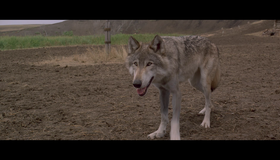 Танцующий с волками [Blu-ray] / Dances with Wolves