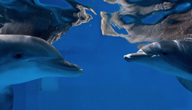 История дельфина 2 [Blu-ray] / Dolphin Tale 2