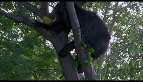Королевство обезьян [Blu-ray] / Monkey Kingdom
