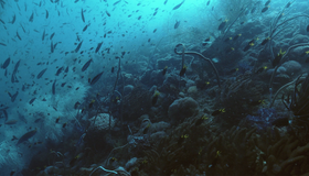 Жители океанов [Blu-ray] / Kingdom of the Oceans