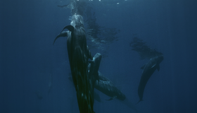 Жители океанов [Blu-ray] / Kingdom of the Oceans