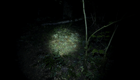 Ведьма из Блэр: Новая глава [Blu-ray] / Blair Witch