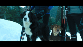 Путь домой [Blu-ray] / A Dog's Way Home