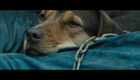 Путь домой [Blu-ray] / A Dog's Way Home