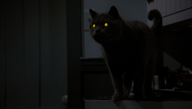 Кладбище домашних животных [4K UHD Blu-ray] / Pet Sematary