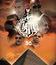 IAM: юбилейный тур у пирамид / IAM: 20 - Retour Aux Pyramides Live (2008) (Blu-ray)