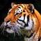 Аватар для tiger012