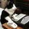 Аватар для Cat
